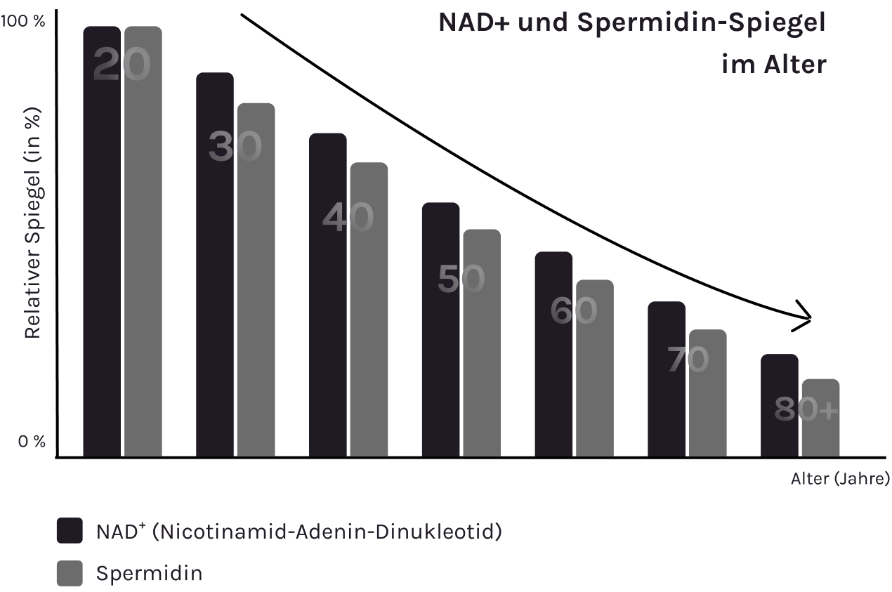 Diagramm zur altersbedingten Entwicklung der NAD+-Konzentration