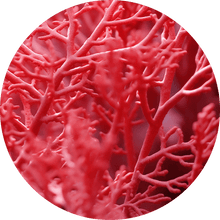 Astaxanthin aus Rotalgen als Inhaltsstoff von DAILY Skin